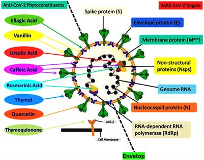 Potential of traditional medicines in alleviating COVID-19 symptoms